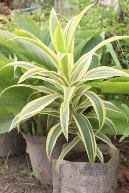 Çiftlikteki Dracaena reflexa yaprağı fabrikası nakit mahsulüdür. Hava temizleyiciyi çalıştırabilir. Nemi artırır. İçerideki kirliliği azaltır, kuru klima açar. Su buharı yayar.