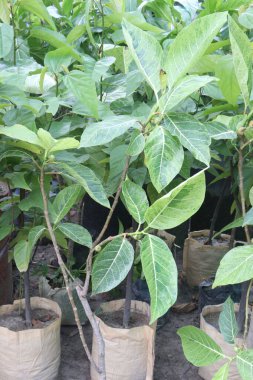 Bebek odasındaki Ficus septica meyve fabrikası satılık nakit ürünleri. Bu tıbbi bir bitki. Soğuk algınlığı, öksürük, ateş ve ishal tedavisi. Yapraklar ayrıca romatizma ve baş ağrısı tedavisi için de kullanılır.