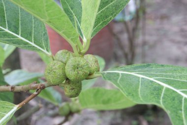 Ficus septica fruit plant on nursery for sell are cash crops. it's medicinal plant. treat colds, coughs, fevers, and diarrhoea. The leaves are also used as a rheumatism and headache treatment clipart