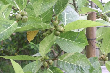 Bebek odasındaki Ficus septica meyve fabrikası satılık nakit ürünleri. Bu tıbbi bir bitki. Soğuk algınlığı, öksürük, ateş ve ishal tedavisi. Yapraklar ayrıca romatizma ve baş ağrısı tedavisi için de kullanılır.
