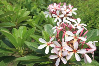 Kreşteki beyaz frangipani çiçek bitkisi satılık nakit ürünleri. çok güzel kokulu, genellikle kırmızı pembe ya da mor merkezli, sarı renkli. Anti-doğurganlık, antienflamatuar, antioksidan var.