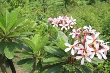 white frangipani flower plant on nursery for sell are cash crops. are very fragrant, generally red pink or purple center rich with yellow. have anti-fertility, anti-inflammatory, antioxidant clipart