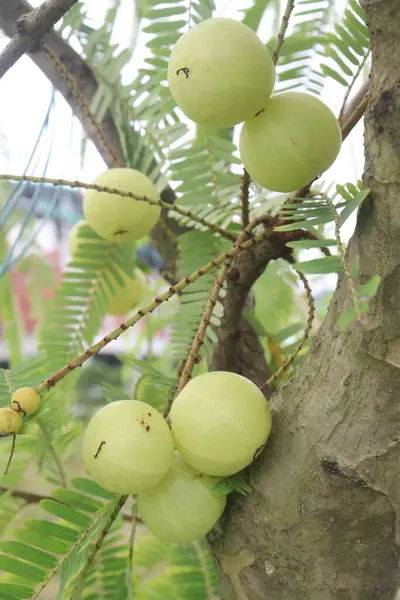 stock image Amla gooseberry on tree in farm for sell are cash crops and Helps Fight Against the Common Cold, source of Vitamin C, have excellent immunity boosting and antioxidant properties