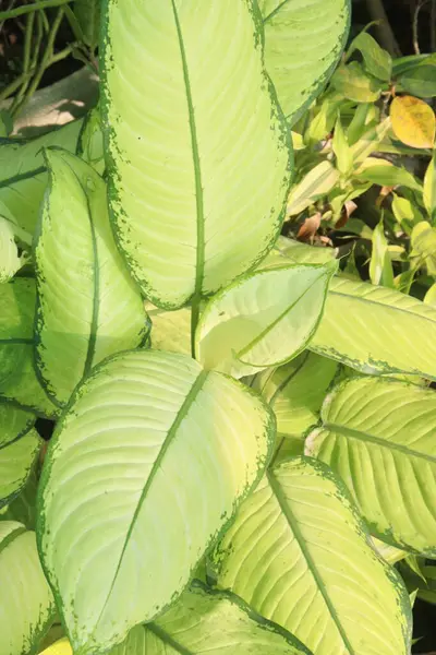 stock image Dieffenbachia leaf plant on farm for sell are cash crop