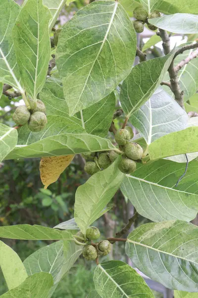 stock image Ficus septica fruit plant on nursery for sell are cash crops. it's medicinal plant. treat colds, coughs, fevers, and diarrhoea. The leaves are also used as a rheumatism and headache treatment