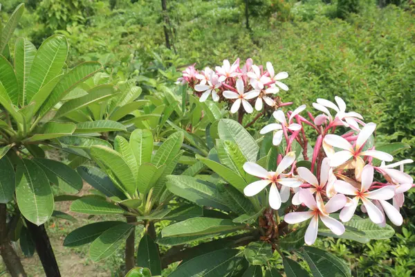 stock image white frangipani flower plant on nursery for sell are cash crops. are very fragrant, generally red pink or purple center rich with yellow. have anti-fertility, anti-inflammatory, antioxidant