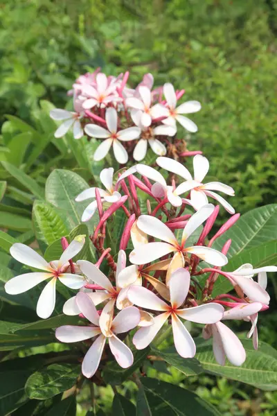 stock image white frangipani flower plant on nursery for sell are cash crops. are very fragrant, generally red pink or purple center rich with yellow. have anti-fertility, anti-inflammatory, antioxidant