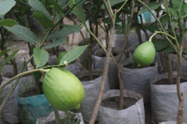 Lemons on tree in farm for harvest are cash crops. have vitamin C, soluble fiber. Lemons may aid weight loss and reduce your risk of heart disease, anemia, kidney stones, digestive issues, and cancer clipart