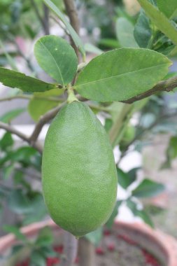 Hasat için çiftlikteki ağaçtaki limonlar nakit mahsulüdür. C vitamini, çözünebilir lif. Limonlar kilo kaybına yardımcı olabilir ve kalp hastalığı, anemi, böbrek taşı, sindirim sorunları ve kanser riskini azaltabilir.