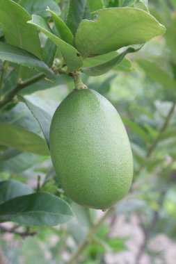 Lemons on tree in farm for harvest are cash crops. have vitamin C, soluble fiber. Lemons may aid weight loss and reduce your risk of heart disease, anemia, kidney stones, digestive issues, and cancer clipart