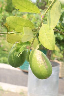 Lemons on tree in farm for harvest are cash crops. have vitamin C, soluble fiber. Lemons may aid weight loss and reduce your risk of heart disease, anemia, kidney stones, digestive issues, and cancer clipart