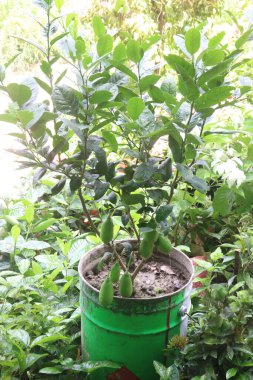 Hasat için çiftlikteki ağaçtaki limonlar nakit mahsulüdür. C vitamini, çözünebilir lif. Limonlar kilo kaybına yardımcı olabilir ve kalp hastalığı, anemi, böbrek taşı, sindirim sorunları ve kanser riskini azaltabilir.