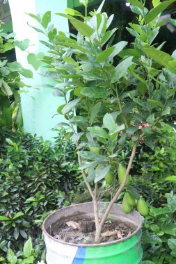 Hasat için çiftlikteki ağaçtaki limonlar nakit mahsulüdür. C vitamini, çözünebilir lif. Limonlar kilo kaybına yardımcı olabilir ve kalp hastalığı, anemi, böbrek taşı, sindirim sorunları ve kanser riskini azaltabilir.