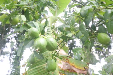 Lemons on tree in farm for harvest are cash crops. have vitamin C, soluble fiber. Lemons may aid weight loss and reduce your risk of heart disease, anemia, kidney stones, digestive issues, and cancer clipart