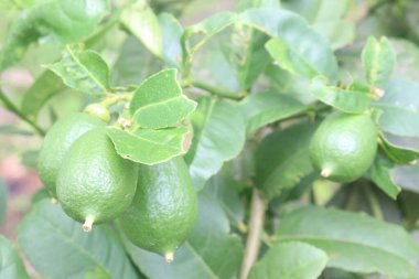 Hasat için çiftlikteki ağaçtaki limonlar nakit mahsulüdür. C vitamini, çözünebilir lif. Limonlar kilo kaybına yardımcı olabilir ve kalp hastalığı, anemi, böbrek taşı, sindirim sorunları ve kanser riskini azaltabilir.