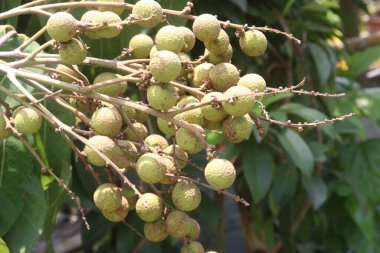 Tarlada hasat için ağaçtaki Longan meyvesi nakit mahsulüdür.