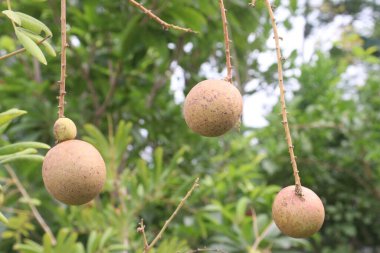 Tarlada hasat için ağaçtaki Longan meyvesi nakit mahsulüdür.