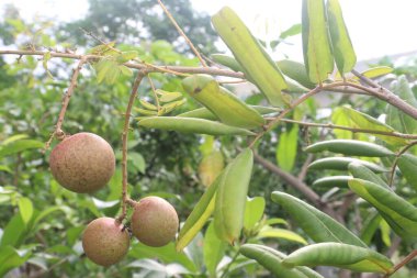 Tarlada hasat için ağaçtaki Longan meyvesi nakit mahsulüdür.