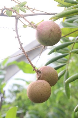Tarlada hasat için ağaçtaki Longan meyvesi nakit mahsulüdür.
