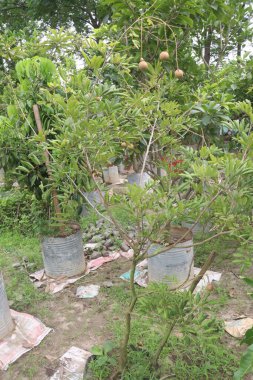 Tarlada hasat için ağaçtaki Longan meyvesi nakit mahsulüdür.