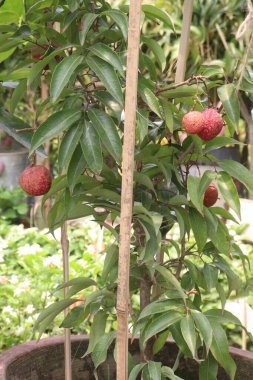 Çiftlikte satılacak liçi bitkisi nakit mahsulü.