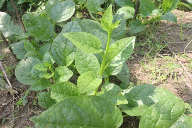 Malabar spinach on farm for harvesting are cash crops.have iron besides calcium, Vitamin A, magnesium, protein, ample amounts, phosphorus, potassium besides, B complex vitamins, Vitamin B6 clipart