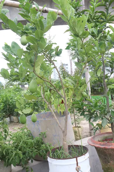 stock image Lemons on tree in farm for harvest are cash crops. have vitamin C, soluble fiber. Lemons may aid weight loss and reduce your risk of heart disease, anemia, kidney stones, digestive issues, and cancer