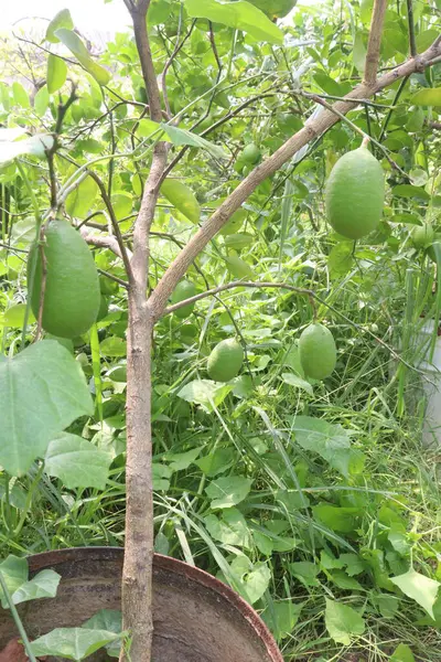 stock image Lemons on tree in farm for harvest are cash crops. have vitamin C, soluble fiber. Lemons may aid weight loss and reduce your risk of heart disease, anemia, kidney stones, digestive issues, and cancer