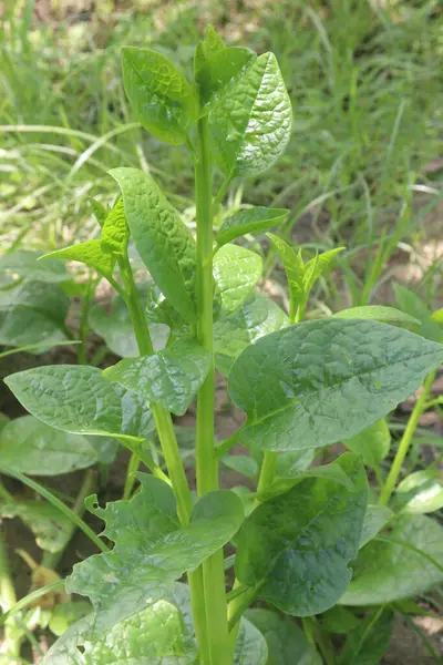 stock image Malabar spinach on farm for harvesting are cash crops.have iron besides calcium, Vitamin A, magnesium, protein, ample amounts, phosphorus, potassium besides, B complex vitamins, Vitamin B6