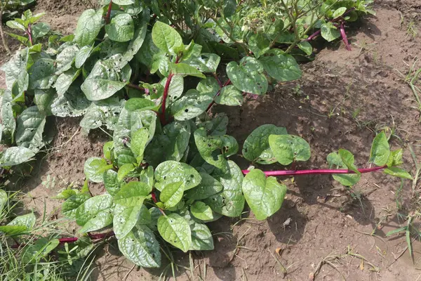 stock image Malabar spinach on farm for harvesting are cash crops.have iron besides calcium, Vitamin A, magnesium, protein, ample amounts, phosphorus, potassium besides, B complex vitamins, Vitamin B6