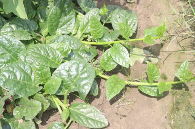 Çiftlikteki Malabar ıspanağı nakit ürünleridir.Kalsiyum, A vitamini, magnezyum, protein, bol miktarda fosfor, potasyum yanı sıra B kompleksi vitaminler, B6 vitamini de vardır.