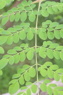 Çiftlikteki ağaçtaki Moringa 'nın hasadı nakit mahsuldür. Bilimsel olarak Moringa oleifera Lam olarak bilinir. Hindistan, Bangladeş, Afganistan ve Pakistan 'ın Himalaya bölgelerinde bulunur.