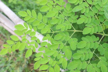 Çiftlikteki ağaçtaki Moringa 'nın hasadı nakit mahsuldür. Bilimsel olarak Moringa oleifera Lam olarak bilinir. Hindistan, Bangladeş, Afganistan ve Pakistan 'ın Himalaya bölgelerinde bulunur.