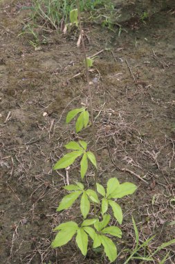 Panax japonicus tıbbi bitki sahada. Hemostatik tonik. İltihap önleyici ilaçlarım var. Ayrıca, ginseng kökleri için önemli bir yedek olarak kullanılır.