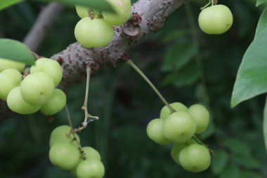 Phyllanthus acidus on tree in farm for sell are cash crops. is somewhat bitter, aromatic, pungent, sour, enhances appetite.treatment of bronchitis, biliousness, urinary concentrations, piles clipart