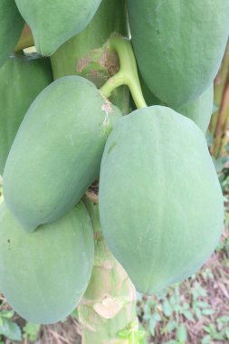 raw papaya on tree in farm for harvest are cash crops. have several health benefits. good source of dietary fibre, vitamin C, vitamin A, potassium, antioxidants, anti inflammatory properties clipart