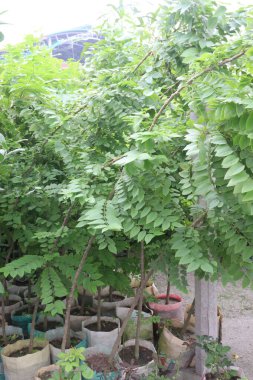 Phyllanthus acidus fruit plant on nursery for sell are cash crops. is somewhat bitter, aromatic, pungent, sour, enhances appetite.treatment of bronchitis, biliousness, urinary concentrations, piles clipart