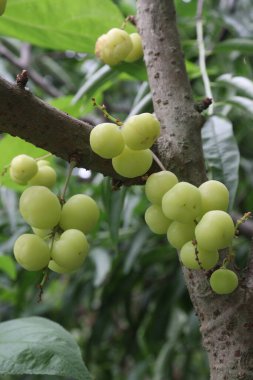 Çiftlikteki ağaçtaki Phyllanthus acidus nakit mahsulleri satar. biraz acı, aromatik, keskin, ekşi iştahı açar. Bronşitin tedavisi, sertlik, idrar yoğunluğu, yığınlar