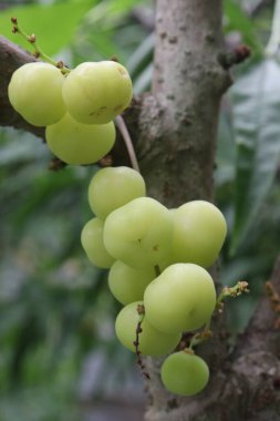 Çiftlikteki ağaçtaki Phyllanthus acidus nakit mahsulleri satar. biraz acı, aromatik, keskin, ekşi iştahı açar. Bronşitin tedavisi, sertlik, idrar yoğunluğu, yığınlar