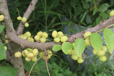 Phyllanthus acidus on tree in farm for sell are cash crops. is somewhat bitter, aromatic, pungent, sour, enhances appetite.treatment of bronchitis, biliousness, urinary concentrations, piles clipart