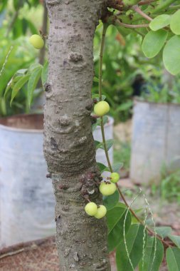 Phyllanthus acidus on tree in farm for sell are cash crops. is somewhat bitter, aromatic, pungent, sour, enhances appetite.treatment of bronchitis, biliousness, urinary concentrations, piles clipart