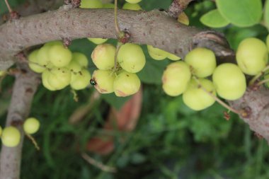 Phyllanthus acidus on tree in farm for sell are cash crops. is somewhat bitter, aromatic, pungent, sour, enhances appetite.treatment of bronchitis, biliousness, urinary concentrations, piles clipart