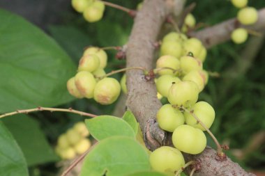 Phyllanthus acidus on tree in farm for sell are cash crops. is somewhat bitter, aromatic, pungent, sour, enhances appetite.treatment of bronchitis, biliousness, urinary concentrations, piles clipart