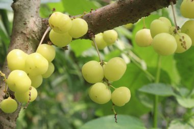 Phyllanthus acidus on tree in farm for sell are cash crops. is somewhat bitter, aromatic, pungent, sour, enhances appetite.treatment of bronchitis, biliousness, urinary concentrations, piles clipart