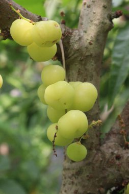 Phyllanthus acidus on tree in farm for sell are cash crops. is somewhat bitter, aromatic, pungent, sour, enhances appetite.treatment of bronchitis, biliousness, urinary concentrations, piles clipart