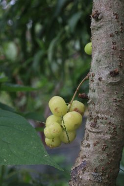 Çiftlikteki ağaçtaki Phyllanthus acidus nakit mahsulleri satar. biraz acı, aromatik, keskin, ekşi iştahı açar. Bronşitin tedavisi, sertlik, idrar yoğunluğu, yığınlar