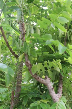 Phyllanthus acidus meyvesinin fidanlığı nakit mahsuldür. biraz acı, aromatik, keskin, ekşi iştahı açar. Bronşitin tedavisi, sertlik, idrar yoğunluğu, yığınlar