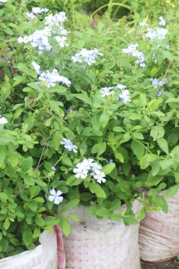 plumbago auriculata flower plant on nursery for sell are cash crops. treat wounds, broken bones, warts, black water fever. have exhibits antimicrobial, antiviral, antidiabetic, anticancer, antioxidant clipart