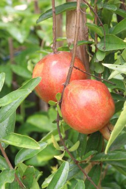 Pomegranate on plant in farm for harvest are cash crops. have antioxidants that can help protect the health of your heart, kidneys, gut microbiome, Alzheimer's disease, Parkinson's disease clipart