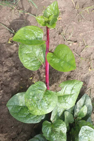 stock image Malabar spinach on farm for harvesting are cash crops.have iron besides calcium, Vitamin A, magnesium, protein, ample amounts, phosphorus, potassium besides, B complex vitamins, Vitamin B6